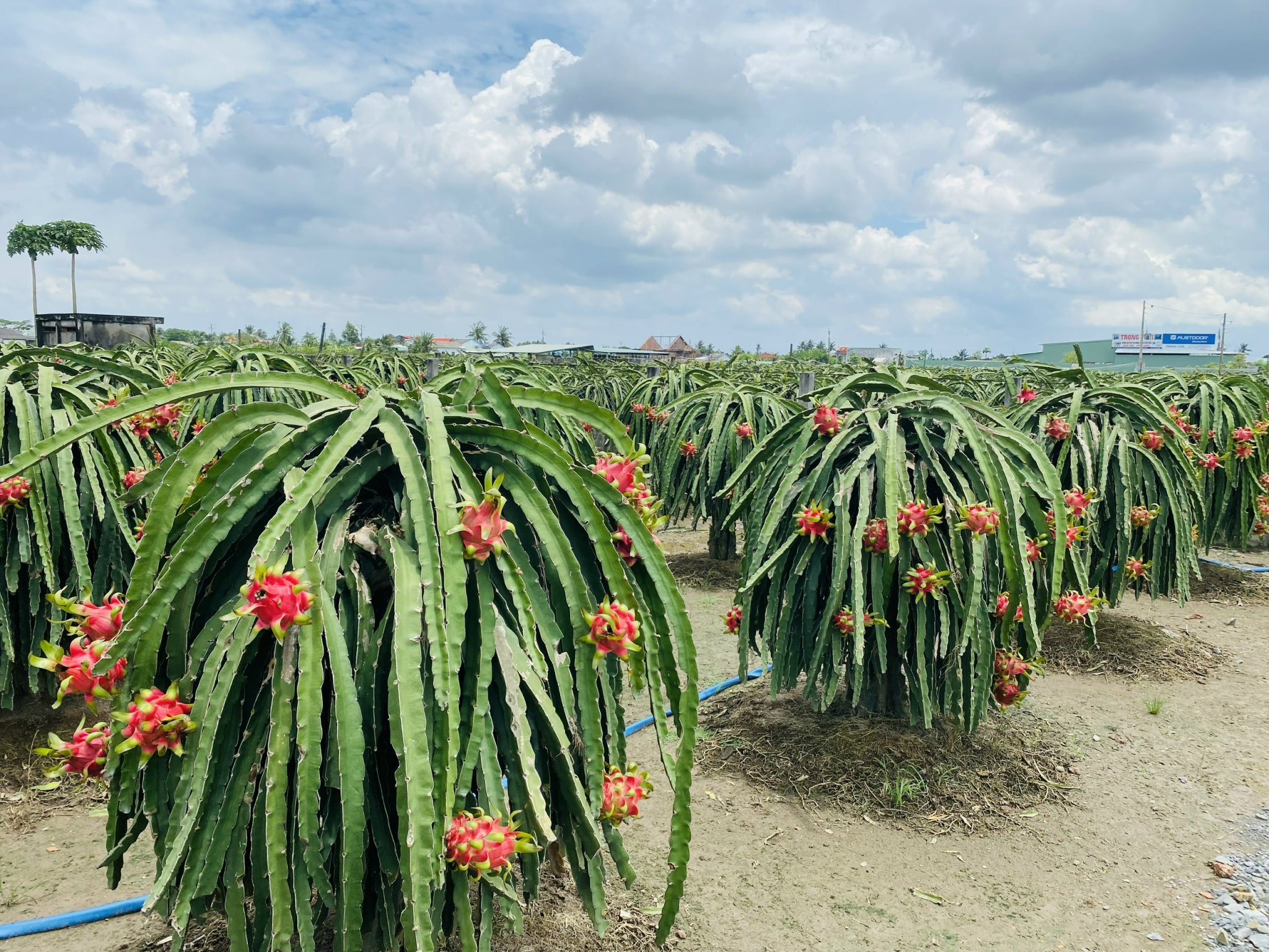 Trang chi tiết